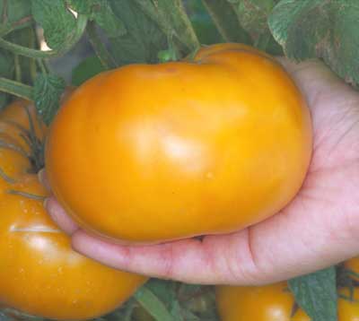 Tomato Brandywine Sudduth's Strain Seed/heirloom/2 Lb Rich Flavor