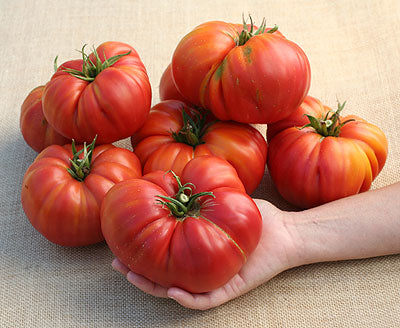 Nemesis F1 Beefsteak Tomato