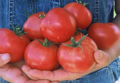 rose de berne tomato seeds Rose De Berne Tomato