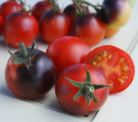 All Tomato Seeds | Tomato Growers Supply Company – Page 19