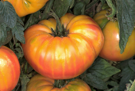 pineapple tomato plants for sale Pineapple Tomato – Tomato Growers Supply Company