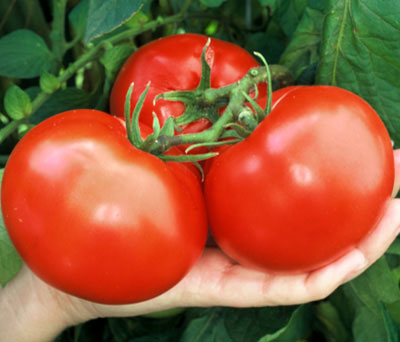 All Tomato Seeds | Tomato Growers Supply Company – Page 18