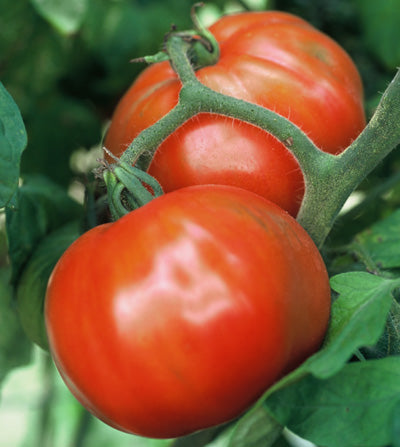 シュガーベィビー Sugar Baby Tomato – Tomato Growers Supply Company