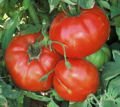 Heirloom Slicer Tomato Plants — Poe Run Craft & Provisions
