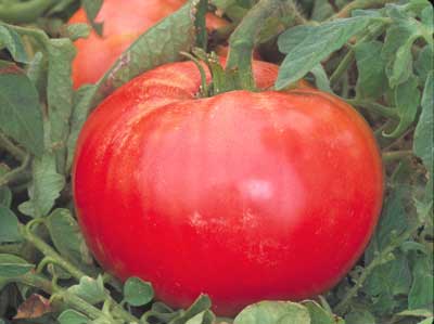 russian rose tomato seeds Russian Rose Tomato