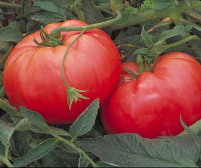 tomato ページ。 Page Tomato, San Marzano | The Page Seed Company, Inc