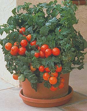 patio tomato plants in pots Patio F Hybrid Tomato