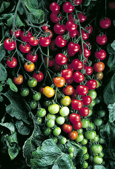 100S tomatoes (100s tomatoes, Super Sweet) 100S tomatoes