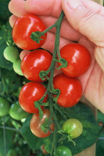 Adskillelse Twisted Niende Tiny Tim Tomato – Tomato Growers Supply Company