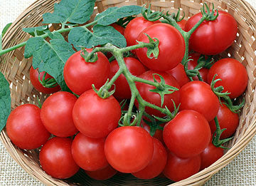 How Big Do Husky Cherry Red Tomatoes Get How Big Do Husky Cherry Red Tomatoes Get