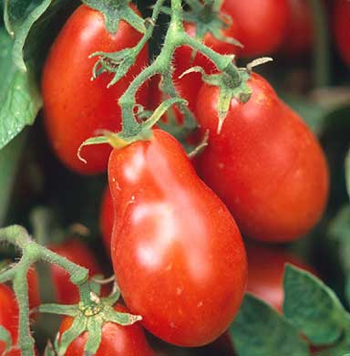 tomatoページ Buy Organic Tomato Rainbow Cherry Seed Online | McKenzie Seeds