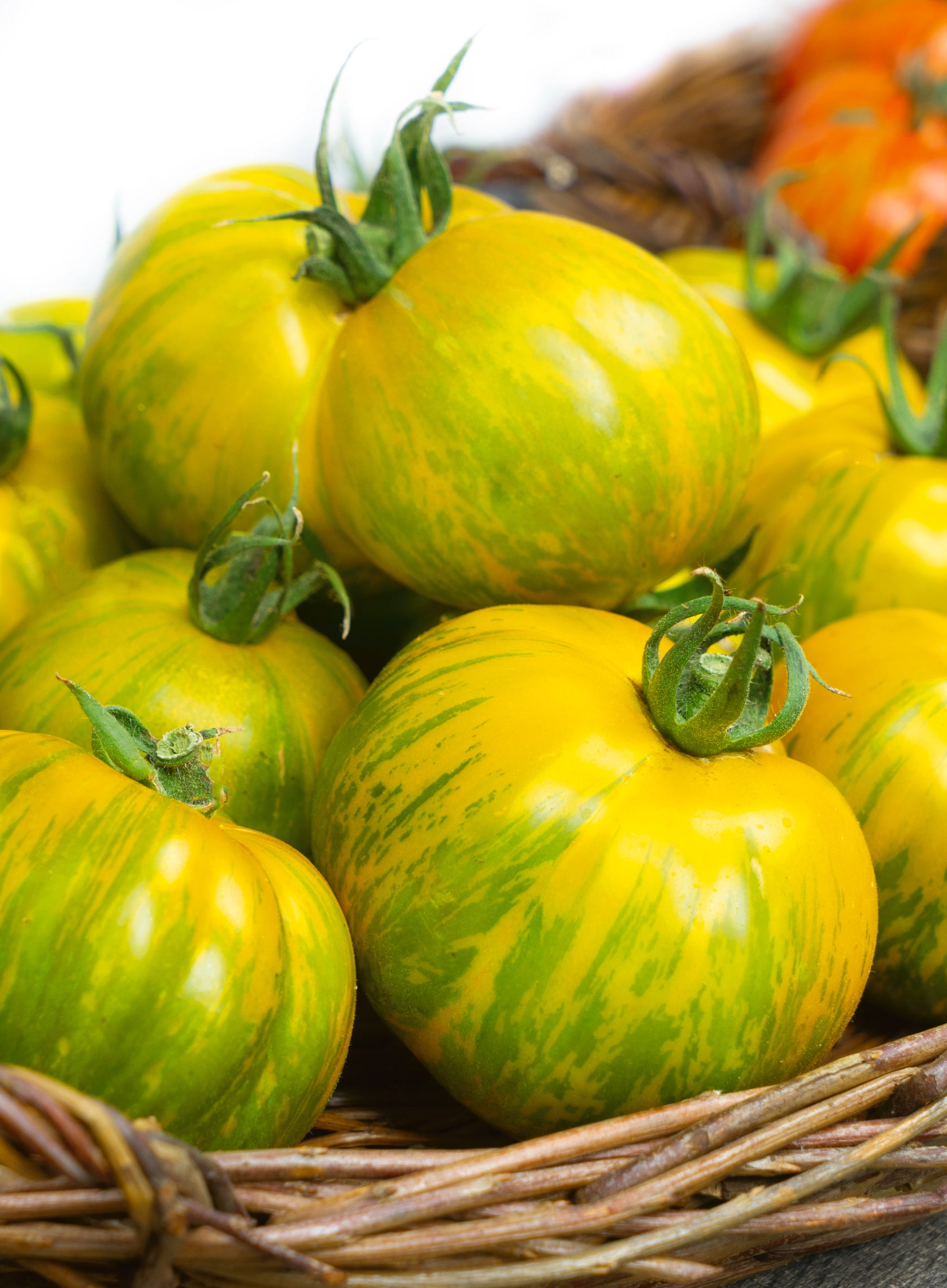 Green Zebra Giant Tomato – Tomato Growers Supply Company