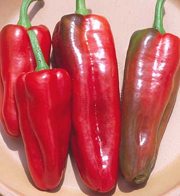 eksil skibsbygning Skal Red Marconi Pepper – Tomato Growers Supply Company
