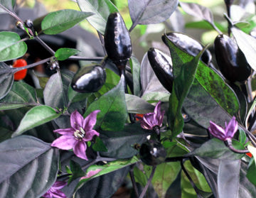 black pepper for house plants Royal Black Pepper – Tomato Growers Supply Company