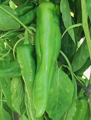 Numex Big Jim Pepper – Tomato Growers Supply Company