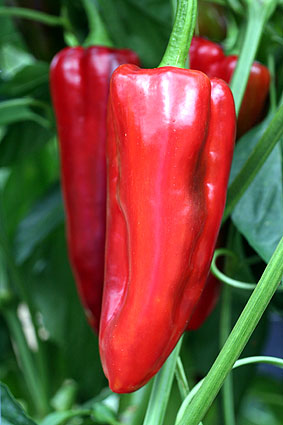 Corno Di Toro (Red) Pepper