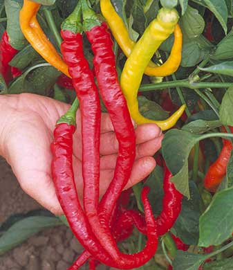 Sweet Cayenne Pepper