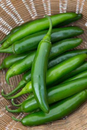 is pepper good for jade plants Flaming Jade Hybrid Pepper – Tomato Growers Supply Company