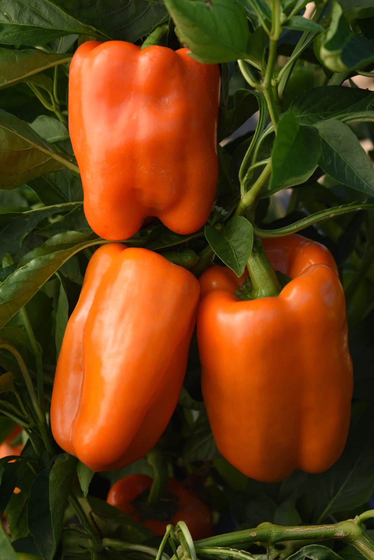 orange marmalade plant seeds Orange Marmalade Hybrid Pepper Seeds
