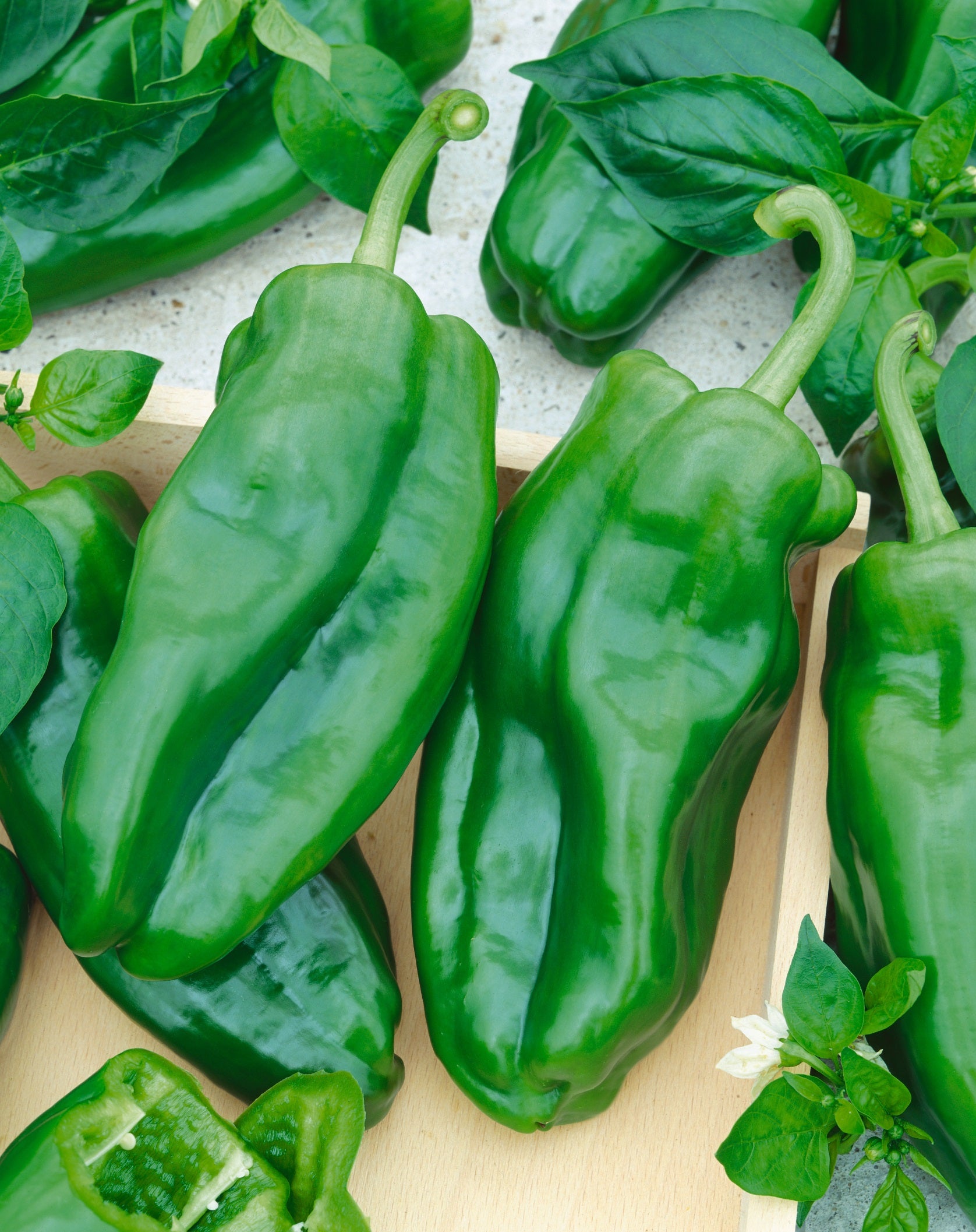 Ancho Ranchero Hybrid Pepper – Tomato Growers Supply Company