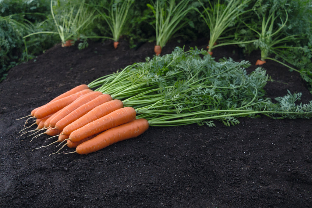 Collections Tomato Growers Supply Company