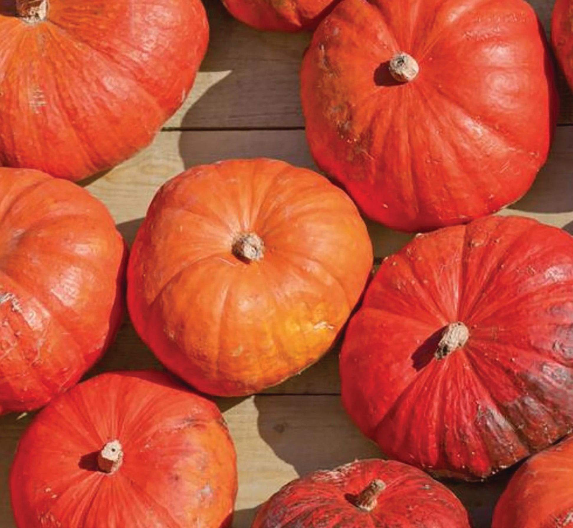 Cinderella's Carriage Hybrid Pumpkin Seeds Tomato Growers Tomato