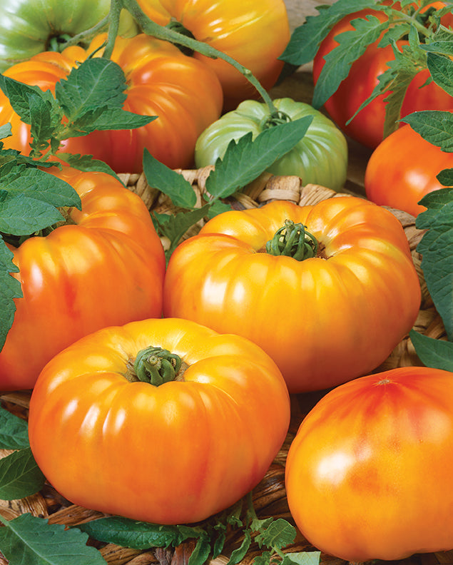 tomato and tobacco crossbreed Chef's Choice Bicolor Hybrid Tomato – Tomato Growers Supply Company tomato and tobacco crossbreed Chef's Choice Bicolor Hybrid Tomato – Tomato Growers Supply Company