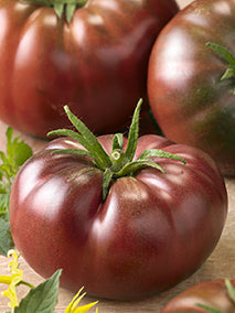 Chef's Choice Green Hybrid Tomato, AAS Winners: Totally Tomatoes