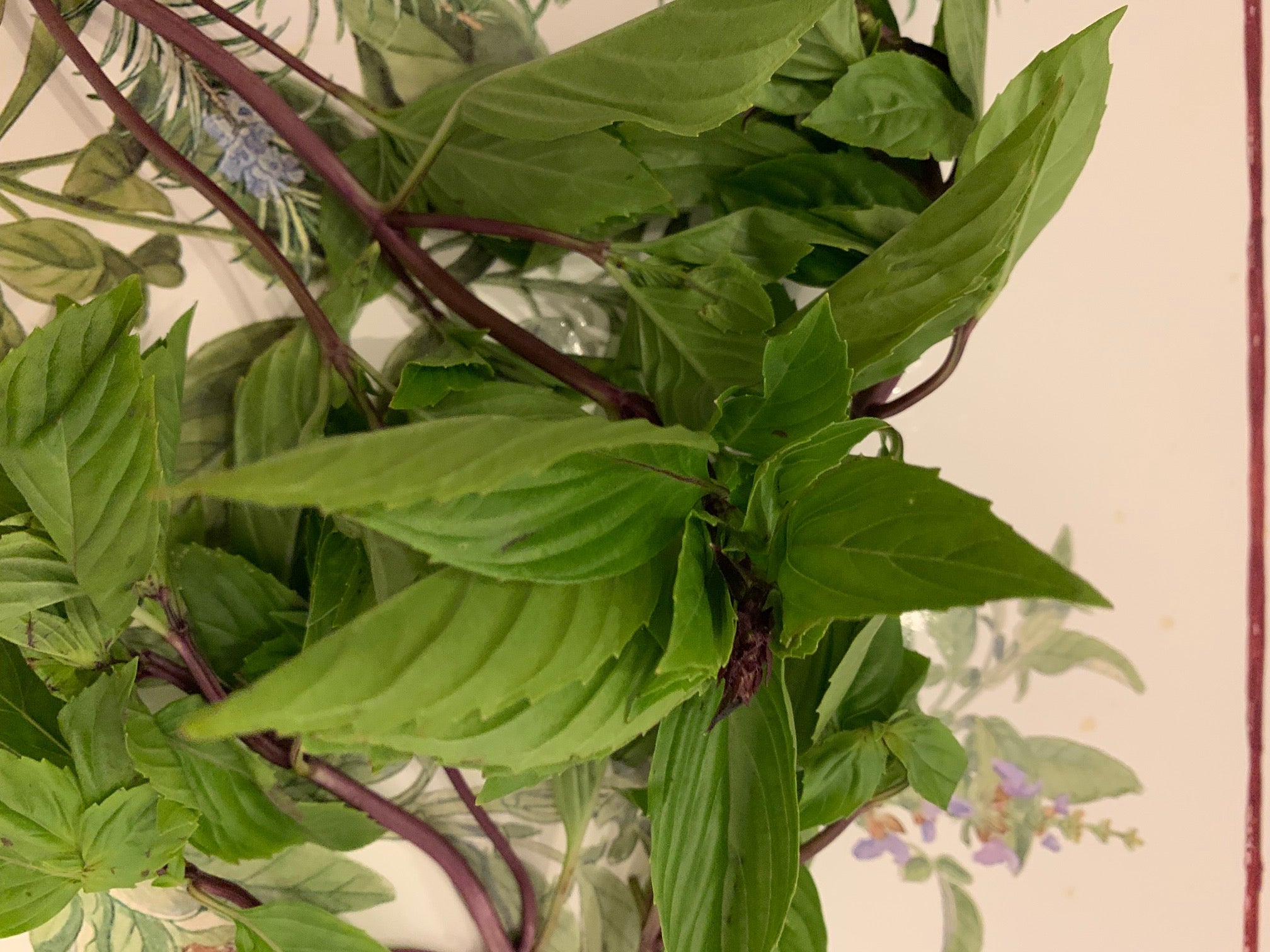 cinnamon for tomato plants Cinnamon Basil – Tomato Growers Supply Company