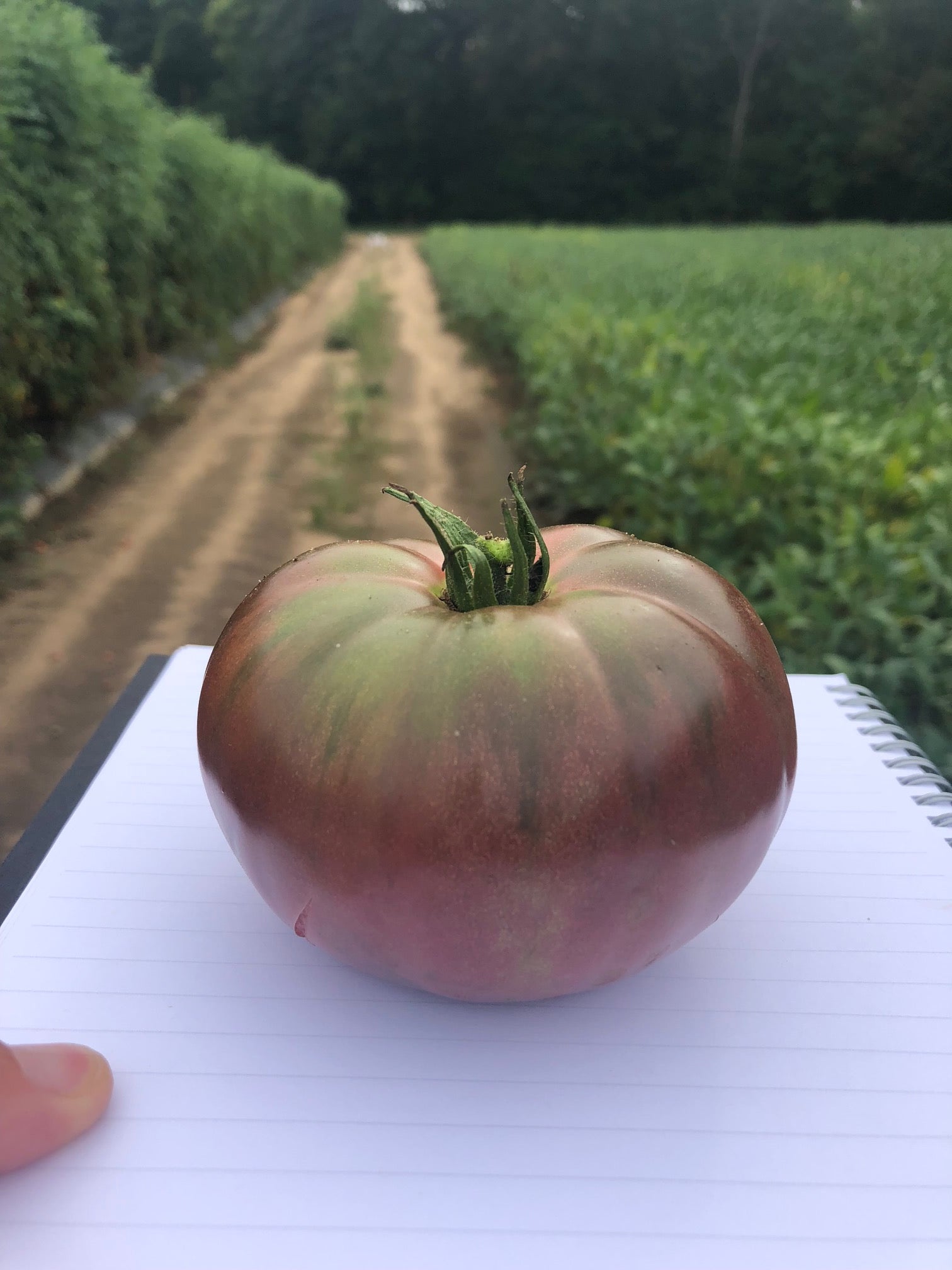 Darkstar Hybrid Tomato