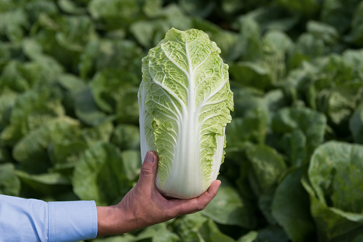 Cabbage Size Reference Chinese Cabbage Size