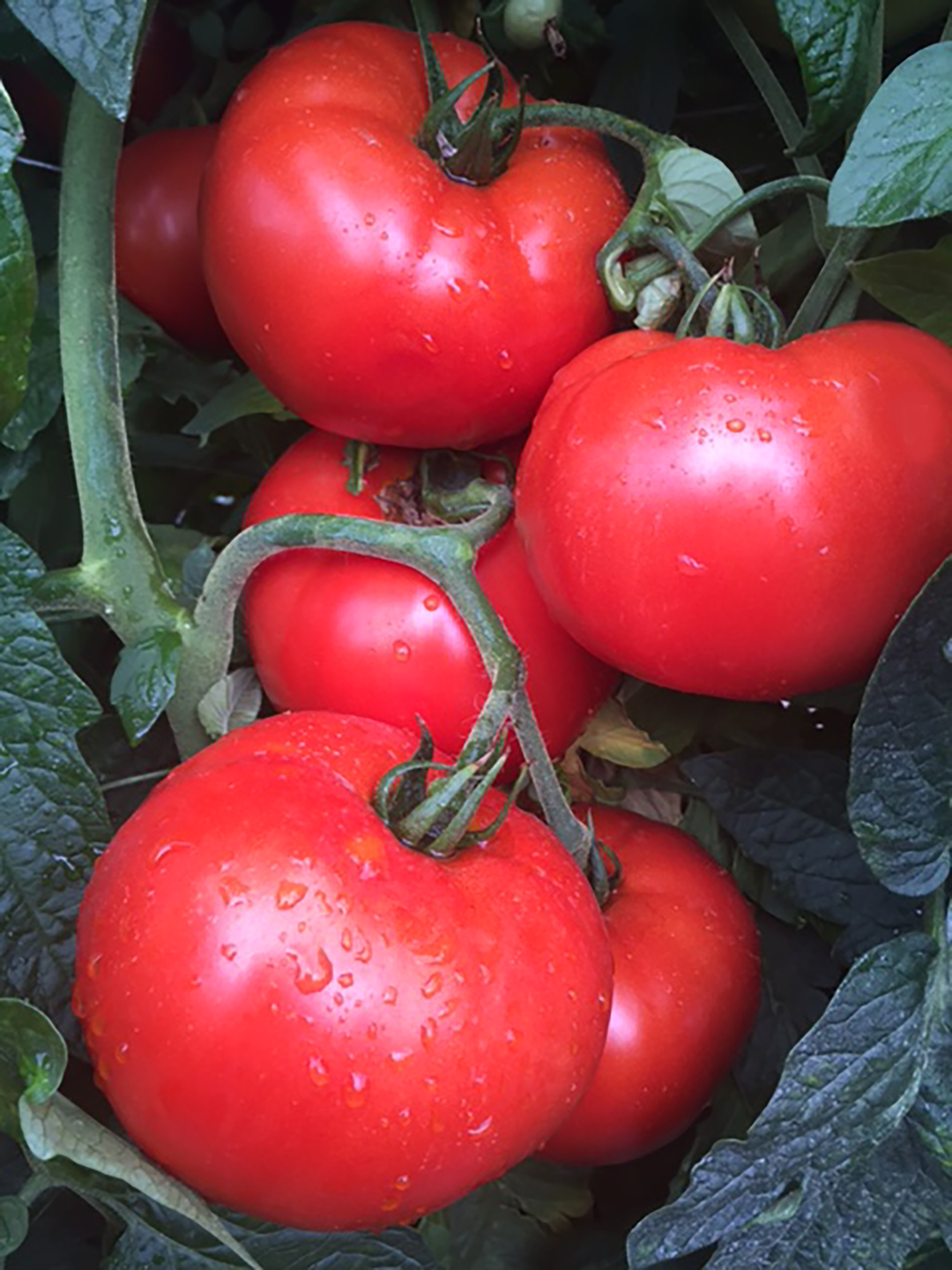 Jolene Hybrid Tomato Tomato Growers Supply Company