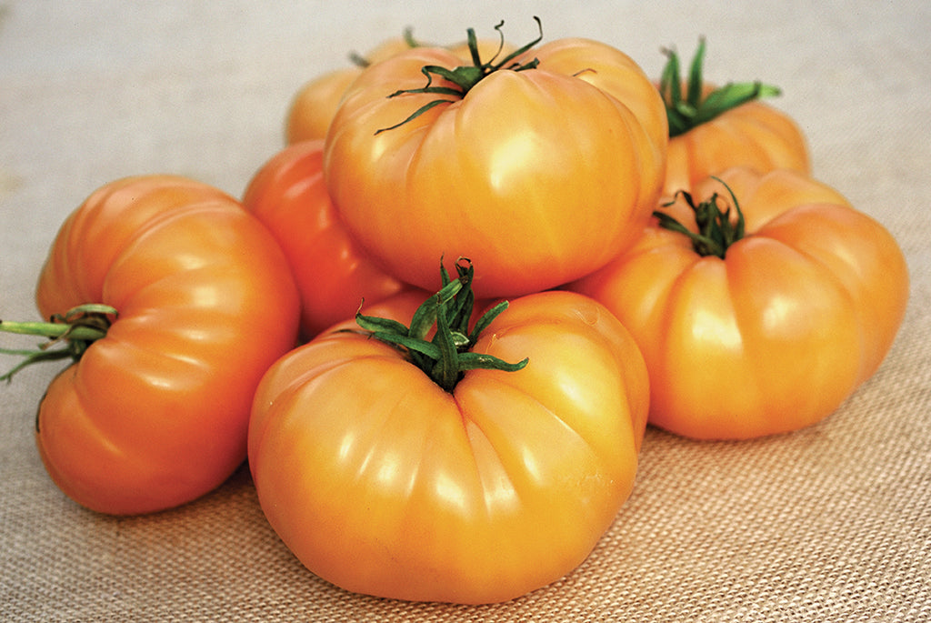 Chef's Choice Orange Hybrid Tomato – Tomato Growers Supply Company