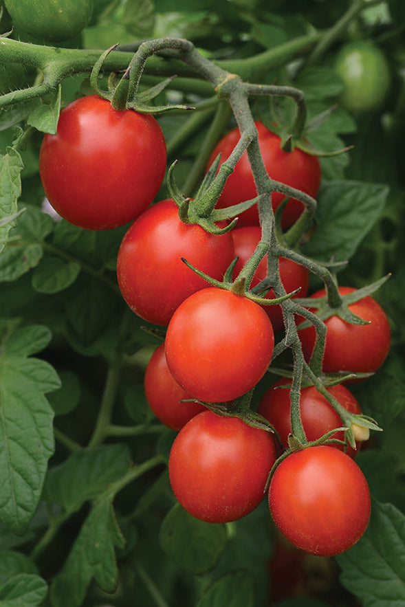 Sugar Rush Hybrid Tomato Tomato Growers Supply Company