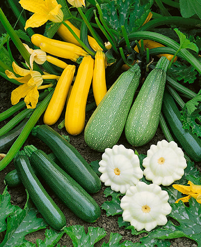 plant new seeds in the melody Summer Melody Squash Blend – Tomato Growers Supply Company