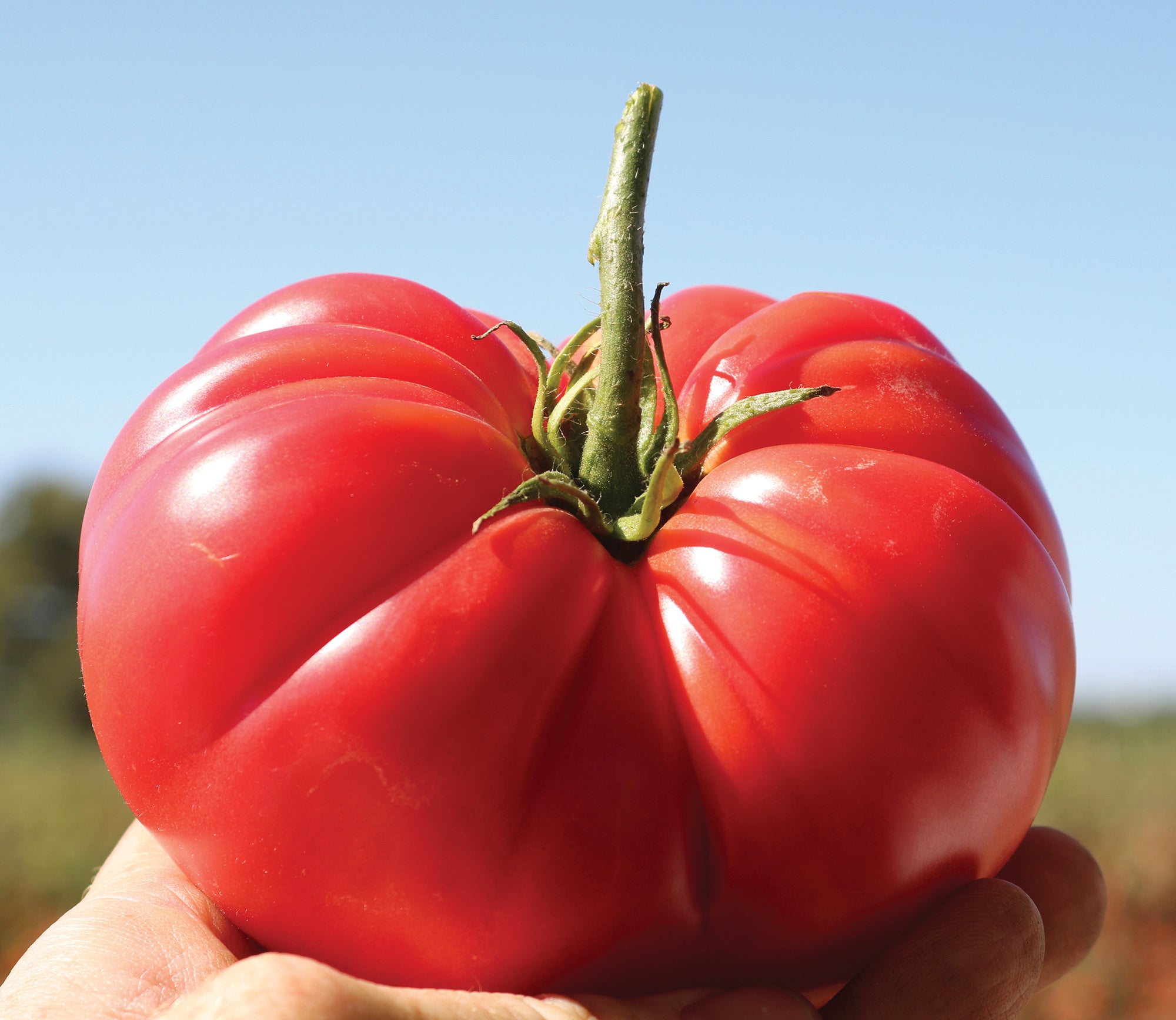 Pink Delicious Hybrid Tomato Seeds Tomato Growers Tomato Growers